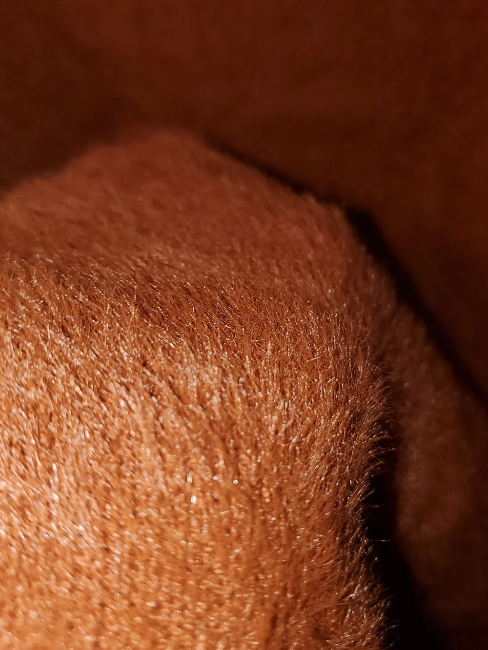 White Birch Sierre Cozy V-Neck Rust Fuzzy Sweater
